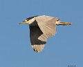 _5SB5118 black-crowned night-heron